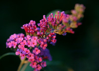 Fauna & Flora